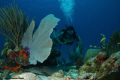   Diver watching baby nurse shark resting shade seafan. Las Posas Gunica Puerto Rico.Captured Nikon D80 18135mm160 sec. f9.0 ISO100 seafan Rico. Rico 18-135mm 18135mm 18 135mm 1/60 160 60 sec f90 f9  